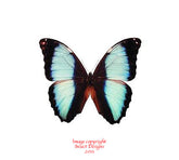 Morpho deidamia (Peru)